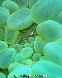 Joli petit crabe dans son anémone a White island à Camigu... by Philippe Brunner 